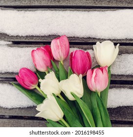 white and pink tulips on wooden background with snow with copy space for design