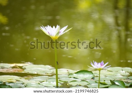 White Pink waterlily or lotus flower in water
