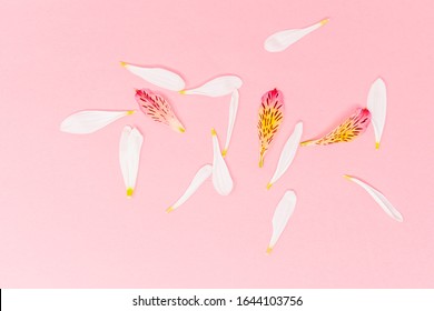 White Pink And Yellow Flower Pedals On A Pink Background