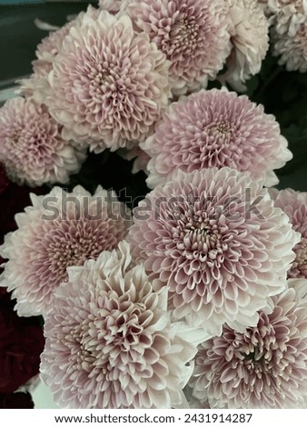 White pinky flowers with gradient