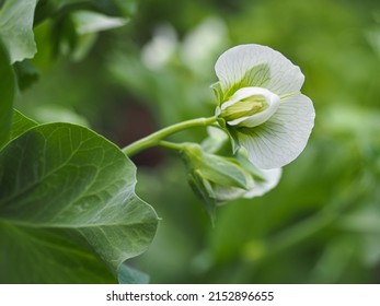 White Pisum sativum flowers, close up. The pea plant, also known as the common peas is herbaceous or woody, flowering, food plant of the legume family Fabaceae.