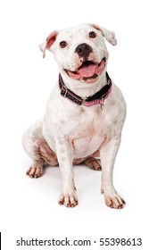 White Pit Bull Dog Wearing A Pink And Black Collar With A Big Smile On Her Face