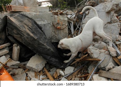 White Pit Bull Rescue Dog