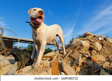 White Pit Bull Rescue Dog