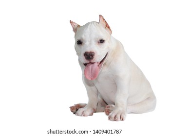 White Pitbull Dog Isolated On White Stock Photo 1409401787 | Shutterstock