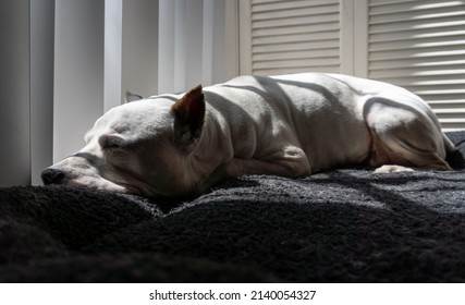 White Pitbull Dog Sleeps On His Bed Soaking Up The Morning Sun.