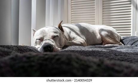 White Pitbull Dog Sleeps On His Bed Soaking Up The Morning Sun.