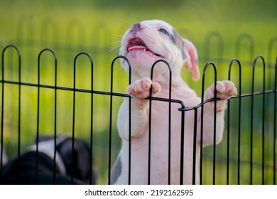 White Pitbull Puppy In A Cage.