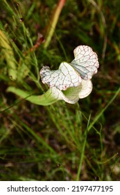 White Pitcher Plant Amongst Grass.