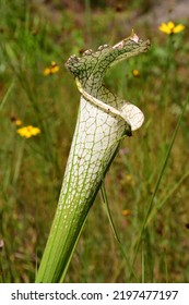 White Pitcher Plant Amongst Grass.