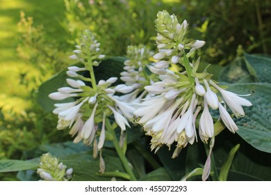 TÌNH YÊU CÂY CỎ ĐV4 - Page 54 White-plantain-lily-flowers-or-260nw-455072293