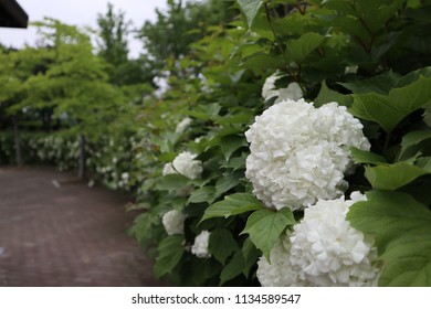 Correlation Of Phytoplasma Concentration In Hydrangea Macrophylla