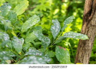 White plaque on leaves of the tree. Powdery mildew. Plant diseases - Powered by Shutterstock