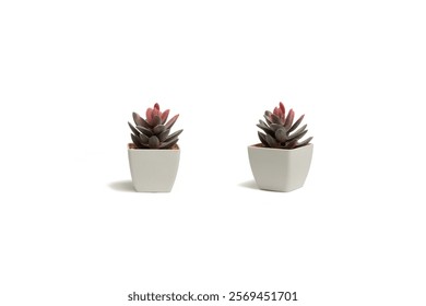 White Plastic Pot, Mini Artificial Succulents in Pots Isolated on white Background