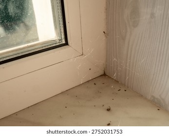 white plastic window frame corner featuring a delicate spider web with a visible spider and accumulated dust particles on the sill under warm natural light