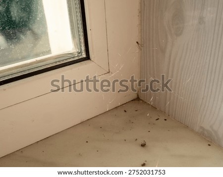 white plastic window frame corner featuring a delicate spider web with a visible spider and accumulated dust particles on the sill under warm natural light