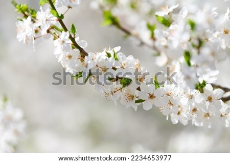 White plum blossom, beautiful white flowers of prunus tree in city garden, detailed macro close up plum branch. White plum flowers in bloom on branch, sweet smell with honey hints
