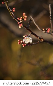 White Plum Blossoms Beginning To Bloom In The Early Spring Garden