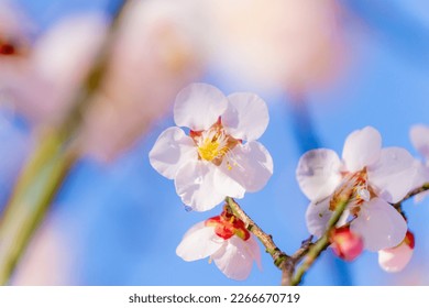 White plum blossoms blooming in the blue sky, Japanese natural scenery - Powered by Shutterstock