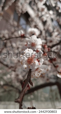 White plum blossoms blooming in the courtyard, with highrise buildings and spring flowers outside. The background is blurry, captured in the style of mobile phone photography, using wideangle lenses 