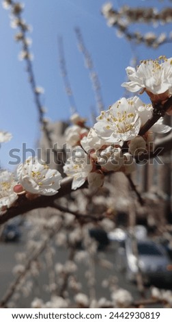 White plum blossoms blooming in the courtyard, with highrise buildings and spring flowers outside. The background is blurry, captured in the style of mobile phone photography, using wideangle lenses 