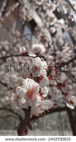 White plum blossoms blooming in the courtyard, with highrise buildings and spring flowers outside. The background is blurry, captured in the style of mobile phone photography, using wideangle lenses 