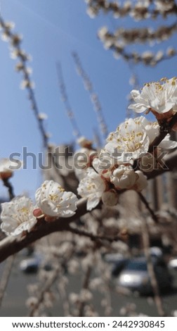 White plum blossoms blooming in the courtyard, with highrise buildings and spring flowers outside. The background is blurry, captured in the style of mobile phone photography, using wideangle lenses 