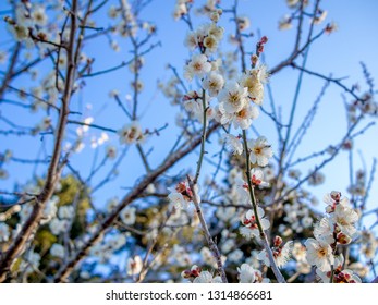 White plum (ume) blossoms in an early spring day in the park of Izu, Shizuoka, Japan