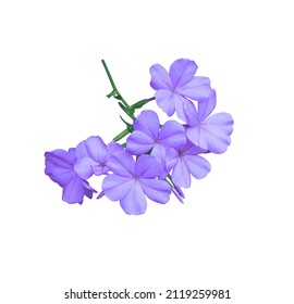 White plumbago, Cape leadwort, Close up small purple bouquet flowers on stalk isolated on white background. Top view of little blooming blue-purple flowers bunch.