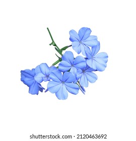 White plumbago, Cape leadwort, Close up small blue bouquet flowers on stalk isolated on white background. Top view of little blooming blue flowers bunch.