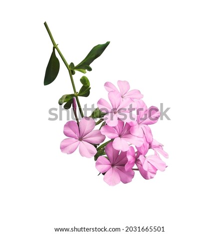 White plumbago, Cape leadwort, Close up small pink-purple plumbago flowers bouquet isolated on white background. The side of pink-purple flower branch.