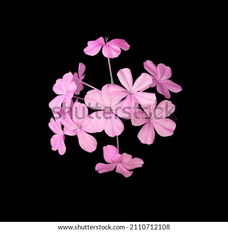 White plumbago, Cape leadwort, Close up small pink flowers bunch isolated on black background. Top view blooming pink-purple flowers bouquet.