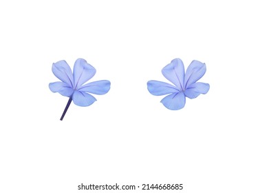 White plumbago, Cape leadwort, Collection of small blue flowers bouquet isolated on white background. The side of little blooming blue flowers. - Powered by Shutterstock