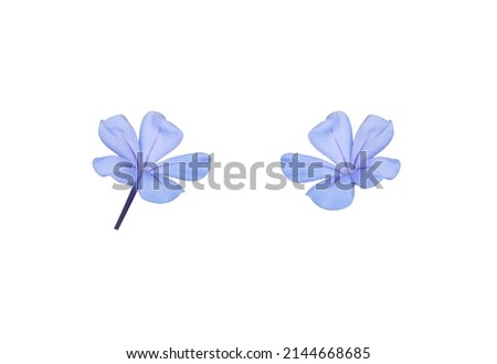 White plumbago, Cape leadwort, Collection of small blue flowers bouquet isolated on white background. The side of little blooming blue flowers.