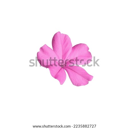 White plumbago or Cape leadwort flower. Close up pink small single flower isolated on white background. The side of exotic flower.