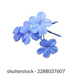 White plumbago or Cape leadwort flowers. Close up small blue flowers bouquet isolated on white background.