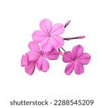 White plumbago or Cape leadwort flowers. Close up small blue flowers bouquet isolated on white background.