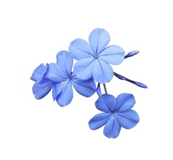 White Plumbago Or Cape Leadwort Flowers. Close Up Small Blue Flowers Bouquet Isolated On White Background.
