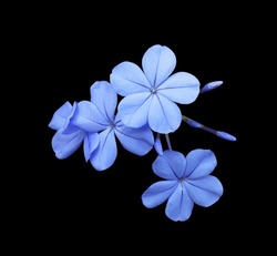 White Plumbago Or Cape Leadwort Flowers. Close Up Small Blue Flowers Bouquet Isolated On Black Background.