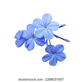 White plumbago or Cape leadwort flowers. Close up small blue flowers bouquet isolated on white background. - Powered by Shutterstock