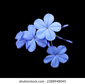 White plumbago or Cape leadwort flowers. Close up small blue flowers bouquet isolated on black background. - Powered by Shutterstock