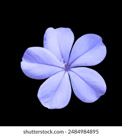 Flores plumbago blanco o