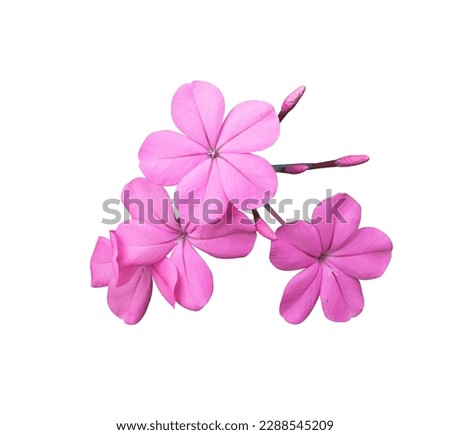 White plumbago or Cape leadwort flowers. Close up small blue flowers bouquet isolated on white background.