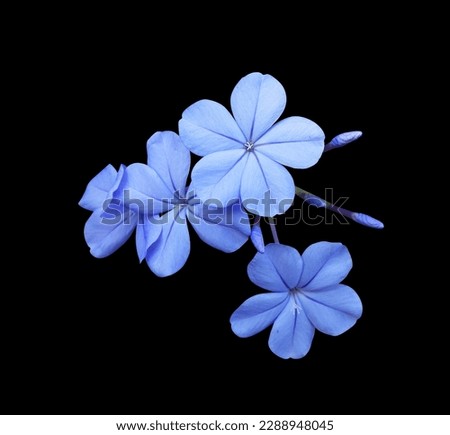 White plumbago or Cape leadwort flowers. Close up small blue flowers bouquet isolated on black background.