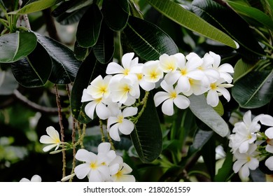 The White Plumeria Flower In The Garden