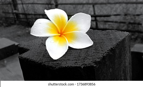 Weiße Plumeria-Blume aus altem Holz mit schwarzem Hintergrund 