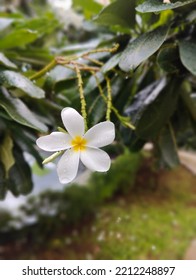 White Plumeria Flower With Small Bud.