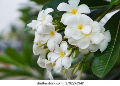 タヒチ 花 イラスト の写真素材 画像 写真 Shutterstock