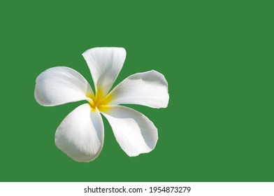 White Plumeria Flowers On Greenbackground