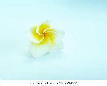 white plumeria flowers plumeria,flowers,leelawadee tree,white flowers,flowering plants